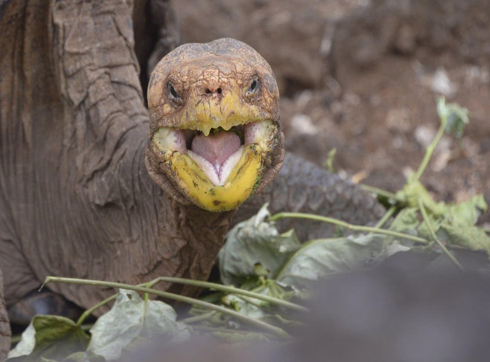 Diego, a tortoise of the endangered Chelonoidis hoodensis subspecies from Española Island, is seen in a breeding centre at the Galapagos National Park on Santa Cruz Island in the Galapagos archipelago