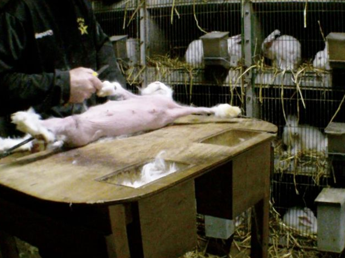 Shocking footage reveals cruel treatment of Angora rabbits bred for fur |  The Independent | The Independent