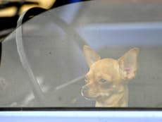 Three dogs die after owner locks them in hot car for five hours during trip to gym