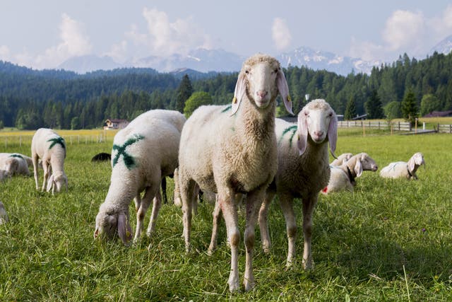 79 sheep out of 131 were killed before the local police could intervene (file photo)