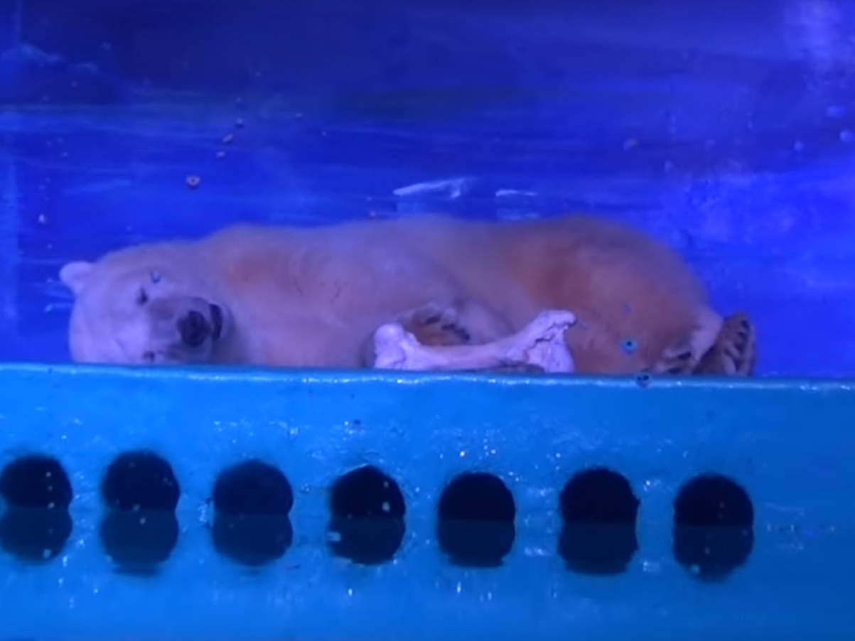 World S Saddest Polar Bear Moved From Cramped Exhibit In Chinese Shopping Mall The Independent