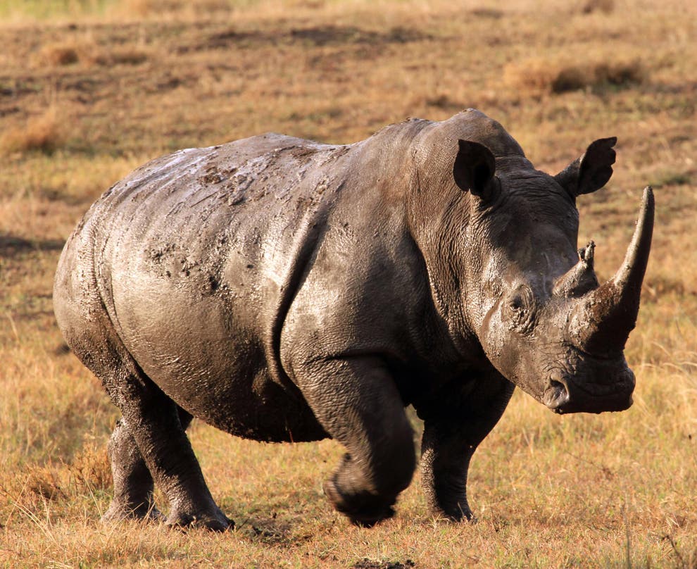 Rhino charges and injures suspected poacher tracking him in Namibia ...