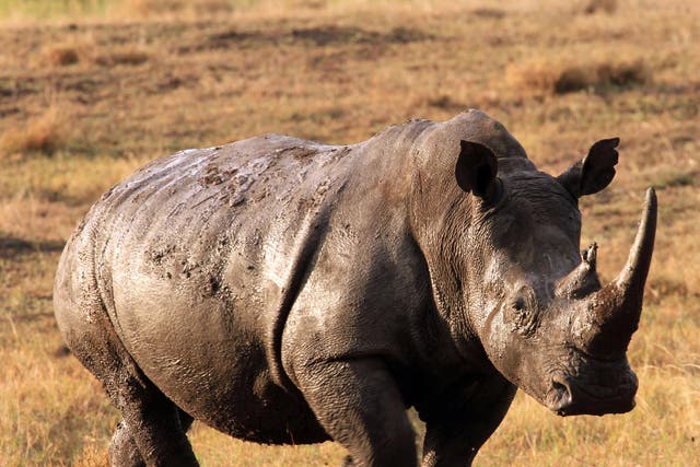 The rhino 'appeared from nowhere' to attack Mr Muharukua, according to local police