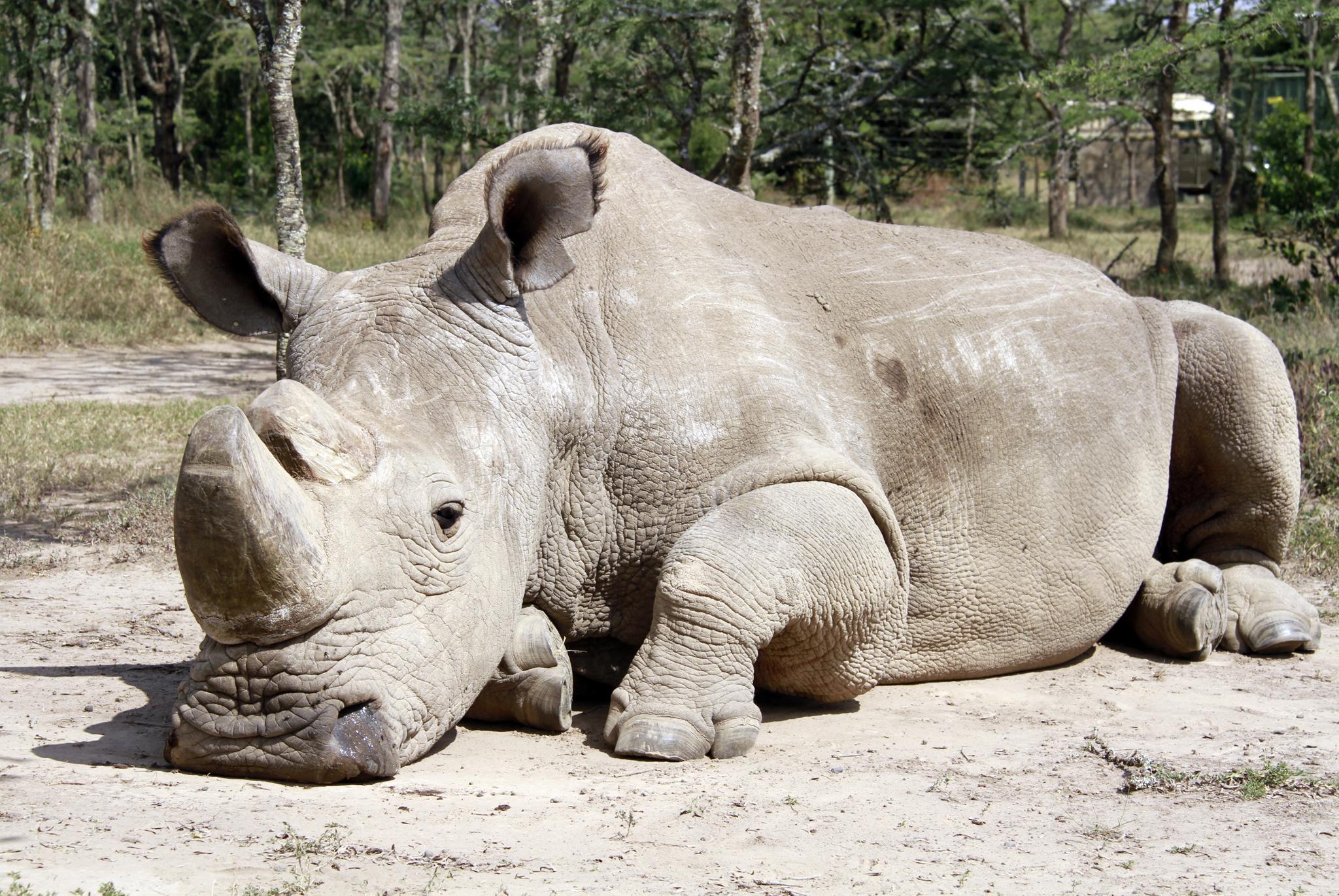 Sudan is the world’s last male northern white rhino