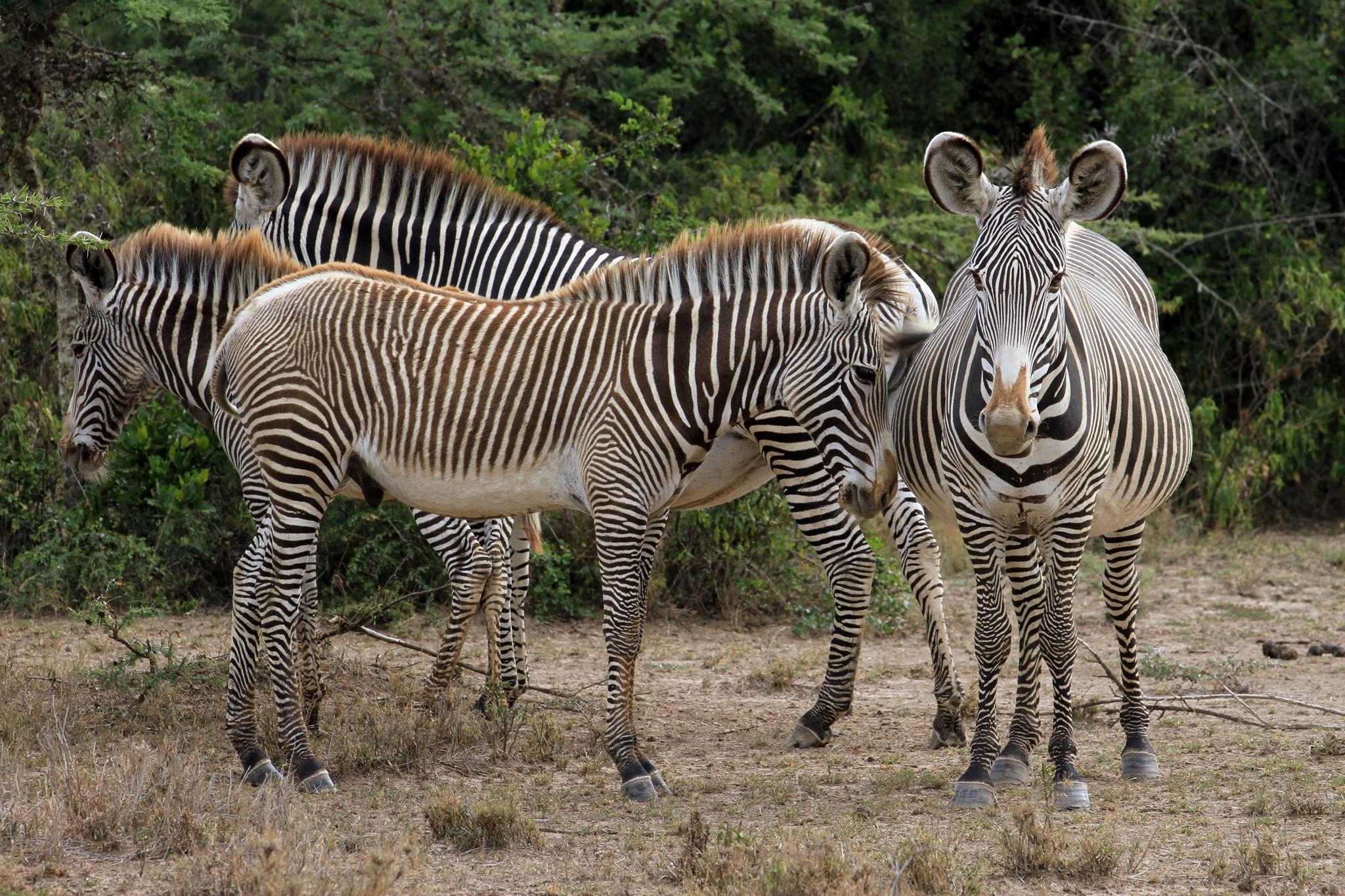 Rare Grévy's zebras also live on the conservancy