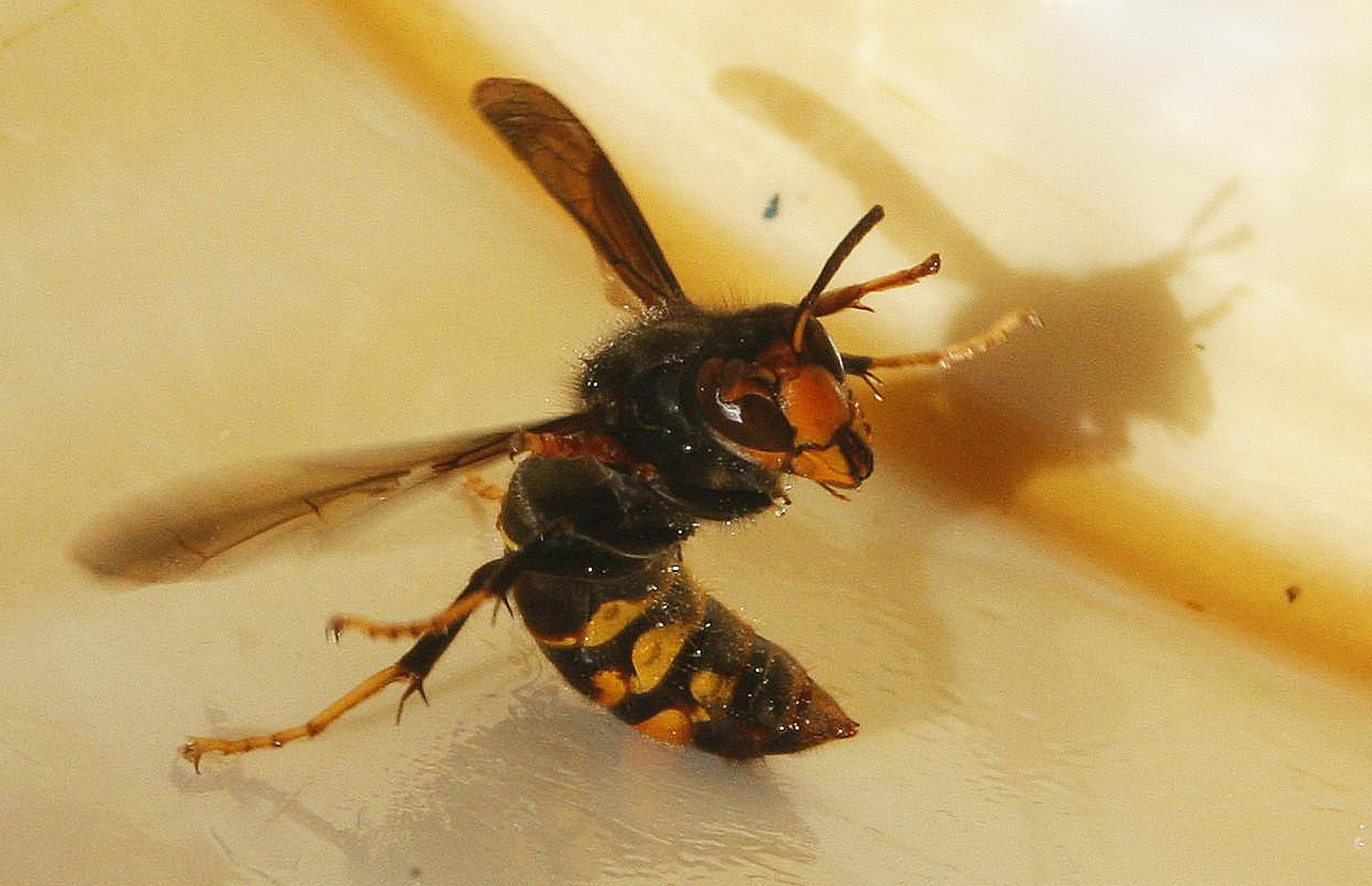 An Asian hornet, Latin name "Vespa Velutina", is seen in a beehive in Fargues Saint Hilaire, south western France, December 1, 2009