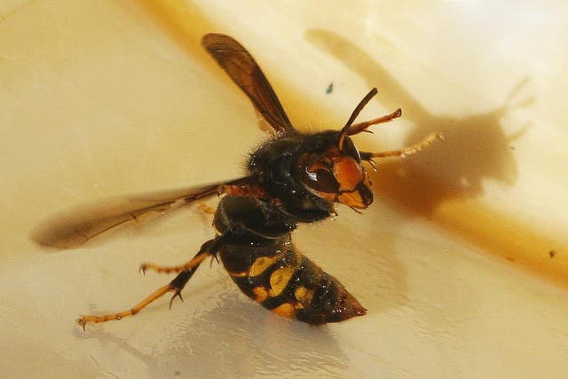 An Asian hornet, Latin name "Vespa Velutina", is seen in a beehive in Fargues Saint Hilaire, south western France, December 1, 2009