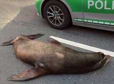 Sea lion apprehended by German police after waddling through traffic