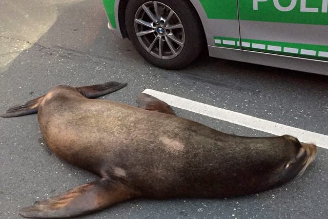 Sea lion named Charly next to a police vehicle in Coburg, Germany