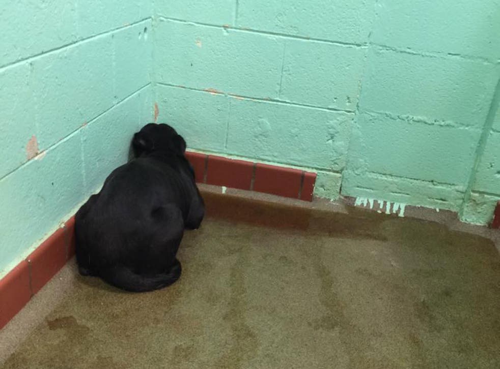 June Cash was left at a shelter by her owners
