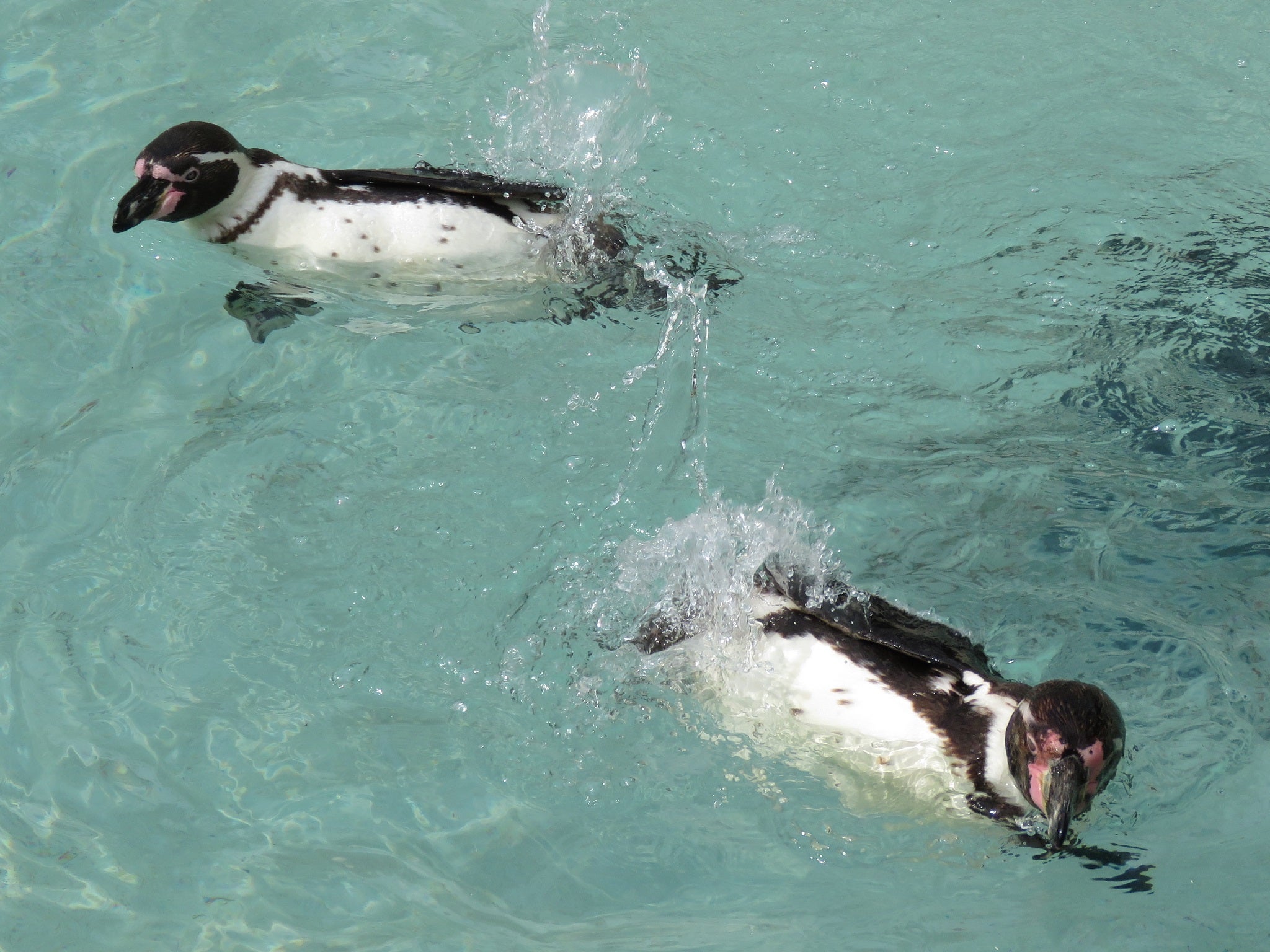 The Humboldt penguins are believed to have died from an avian strain of malaria