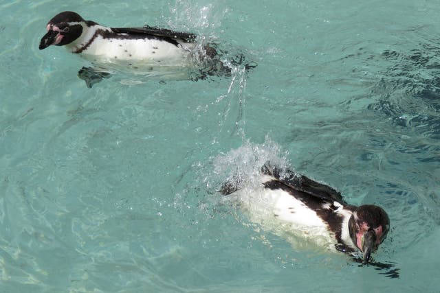 The Humboldt penguins are believed to have died from an avian strain of malaria