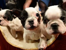 Vets warn against buying 'flat-faced' dogs, including pugs and bulldog