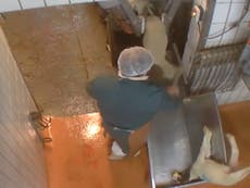 France urged to put CCTV in abattoirs after shocking animal cruelty 