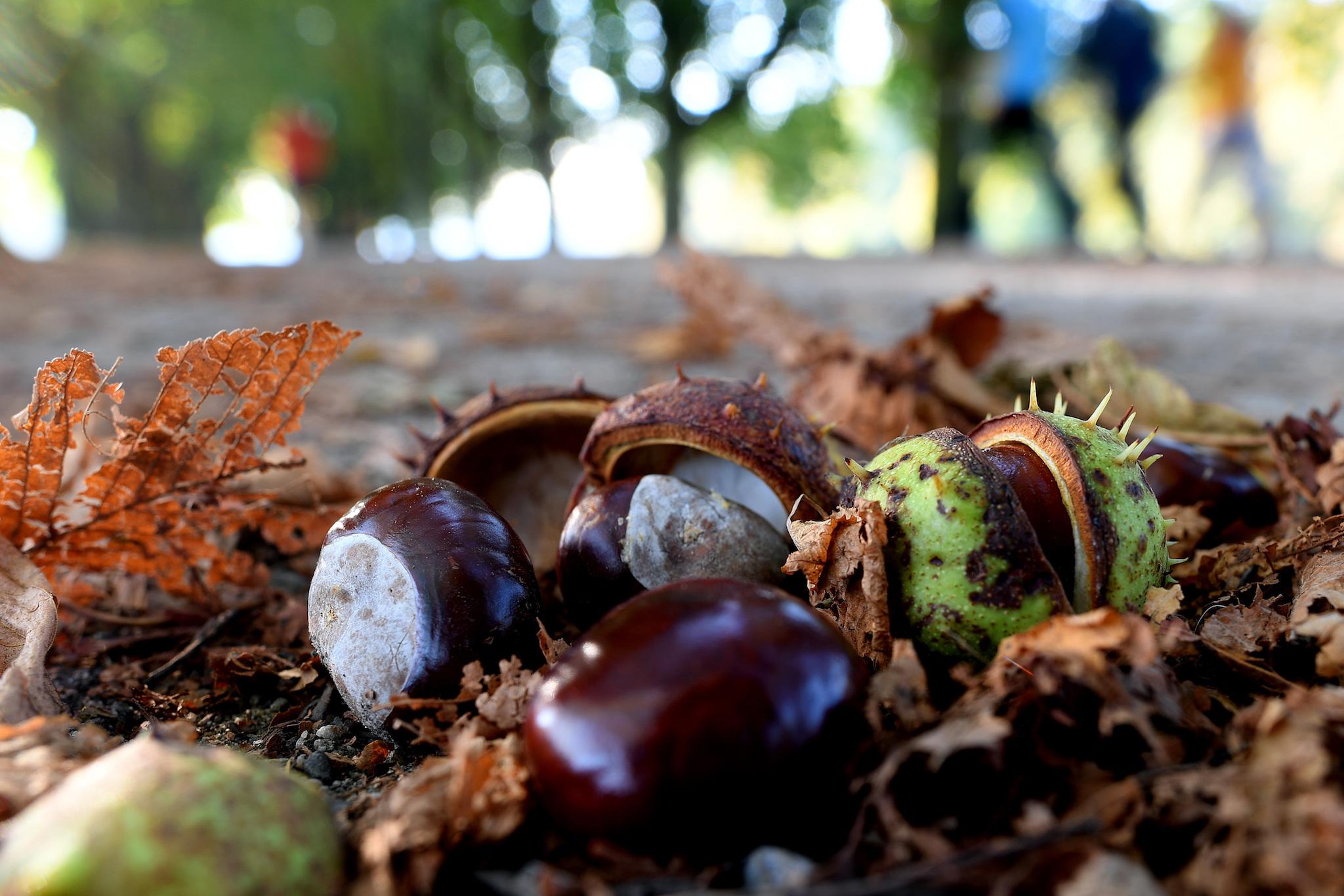Chestnuts lay at the wayside in Cologne, western Germany, on September 22, 2016. Autumn officially begins on the equinox on September 22