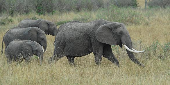 African elephants in the Masai Mara National Reserve.