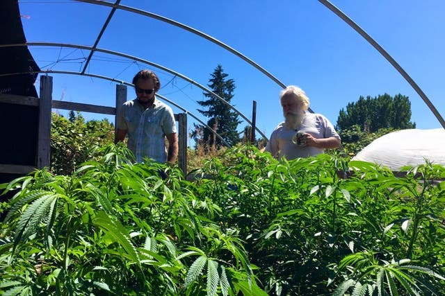 Cannabis production in Colorado