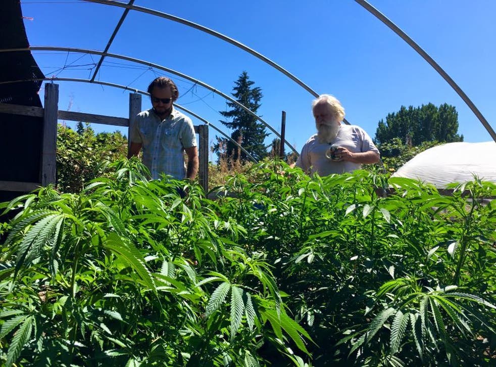 Cannabis production in Colorado