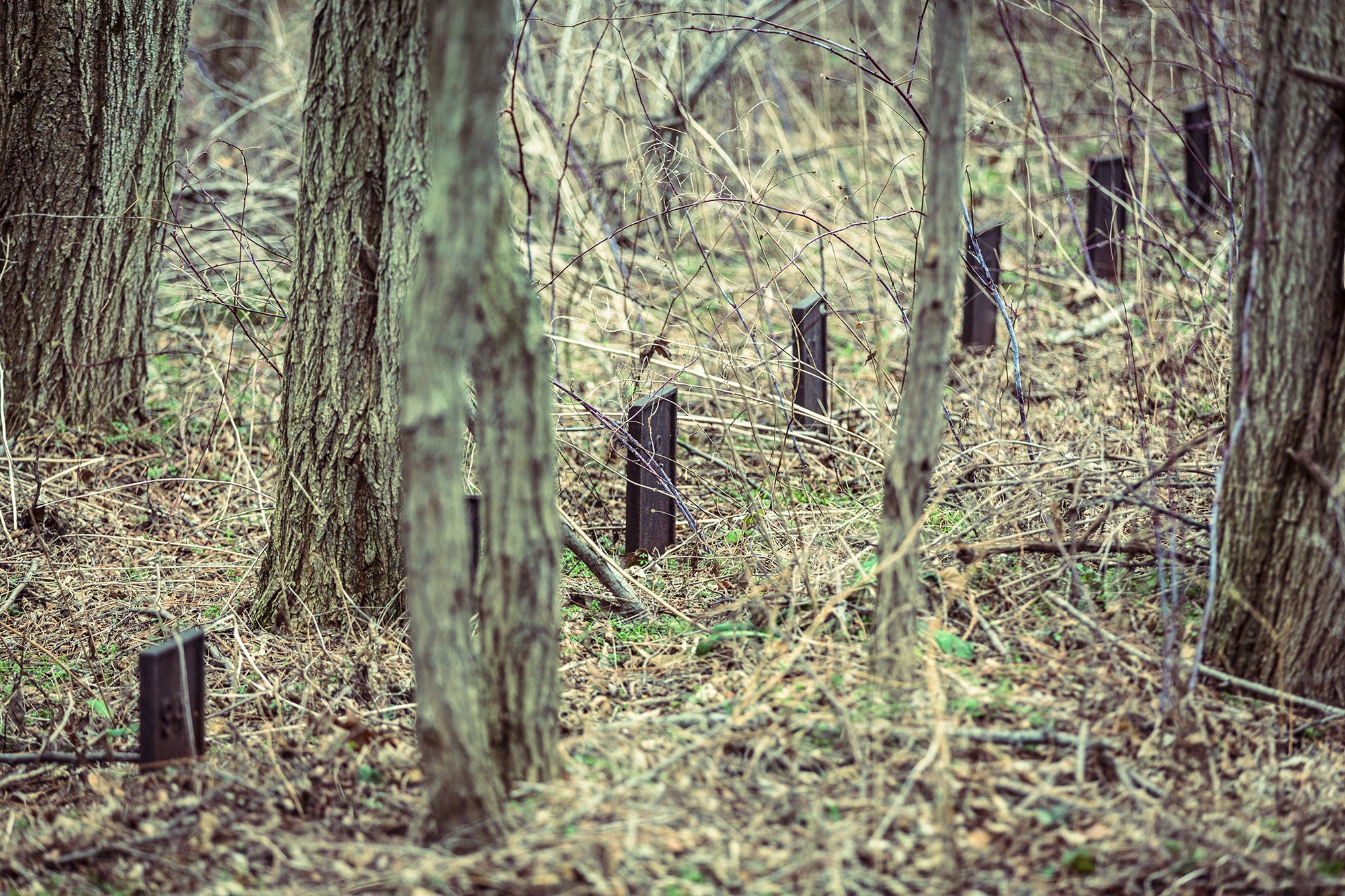 A neglected asylum cemetery where 5,776 patients rest