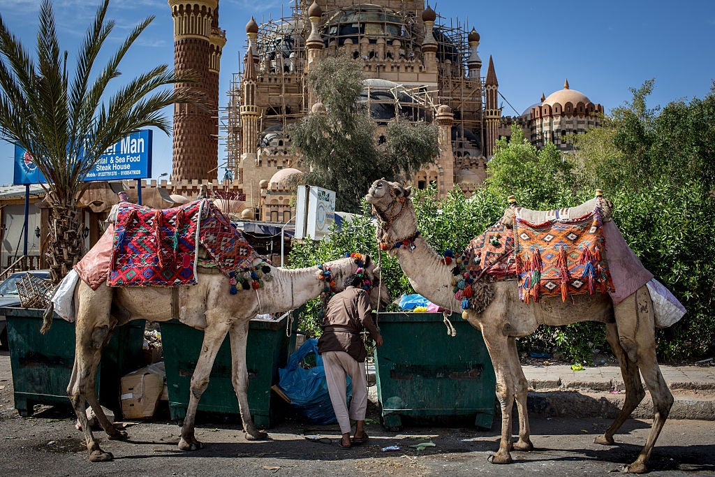 Camels that used to give tourist rides are fed out of dumpsters in the Old Market district (Getty)