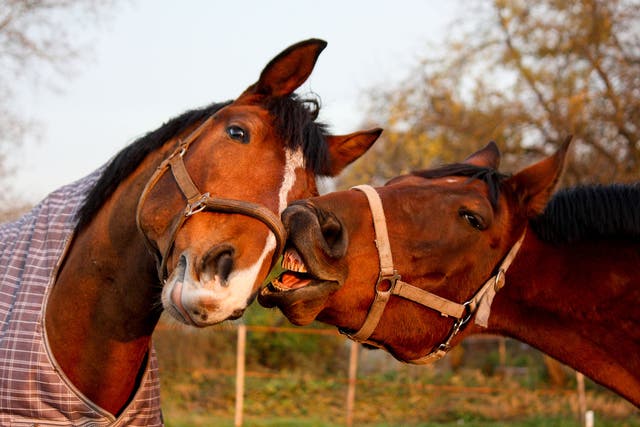 The implications on horse owners could be significant (file photo)