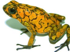 New species discovered in frog's vomit