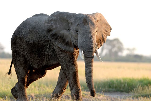 An elephant in Amboseli National Park, Kenya