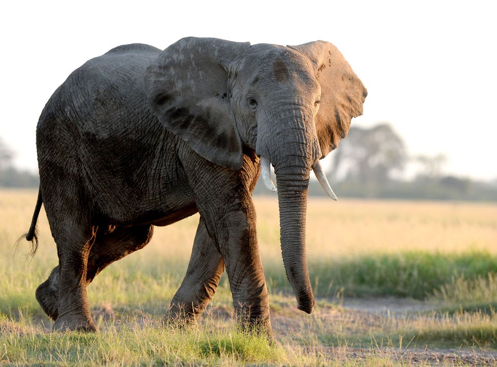 An elephant in Amboseli National Park, Kenya
