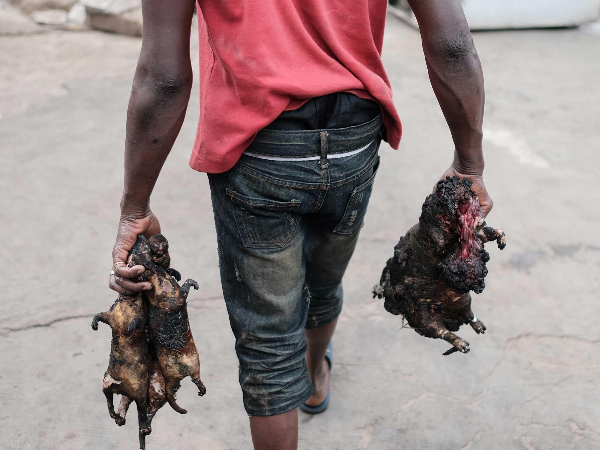 An abattoir worker carries giant rats and a grasscutter, their fur singed over an open fire and scraped off the carcasses with a machete