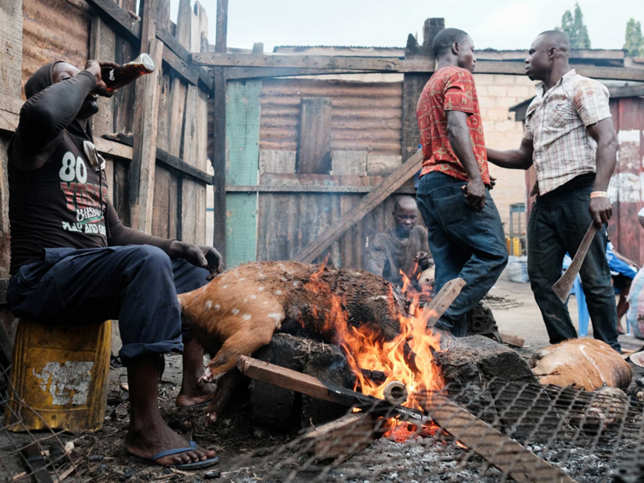 A man taking a swig of Coca-Cola as he singes the hair off a bushbuck carcass