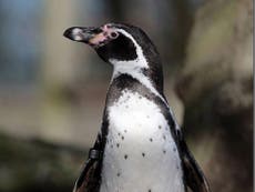 Entire colony of penguins wiped out at Exmoor Zoo