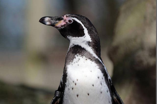 Walking like a penguin can keep you from falling over