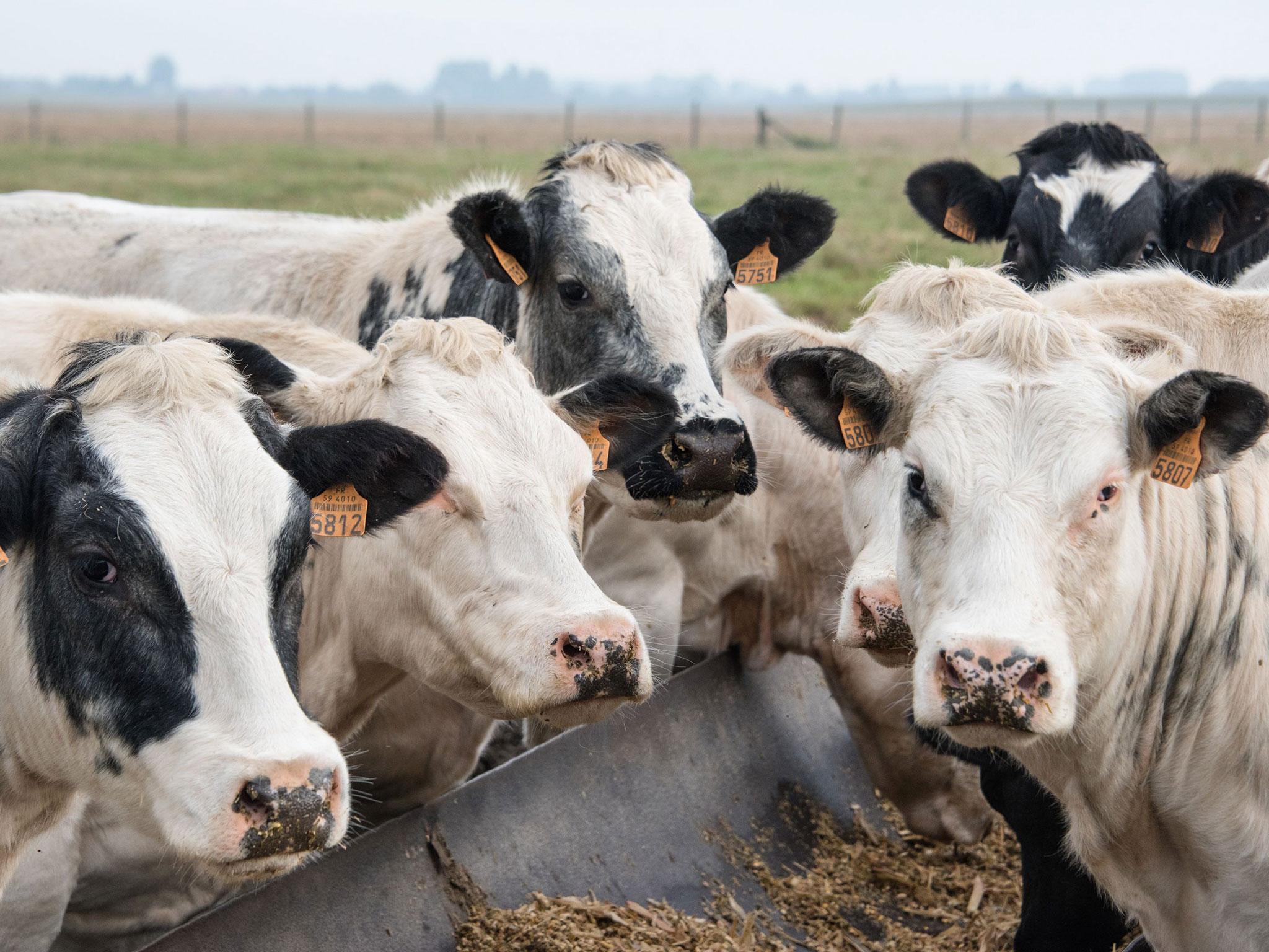 Cattle feeding at a trough