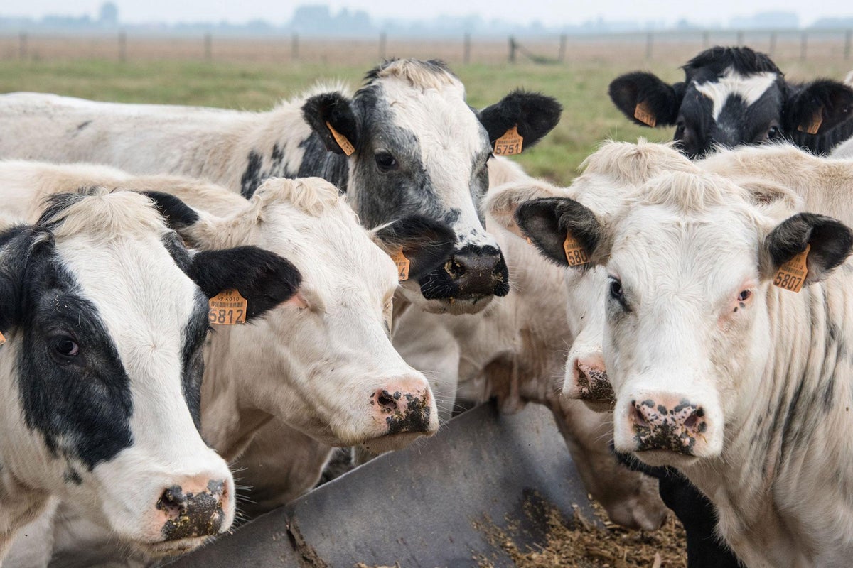Animal thieves sentenced for stealing 14 cows from farm | The Independent