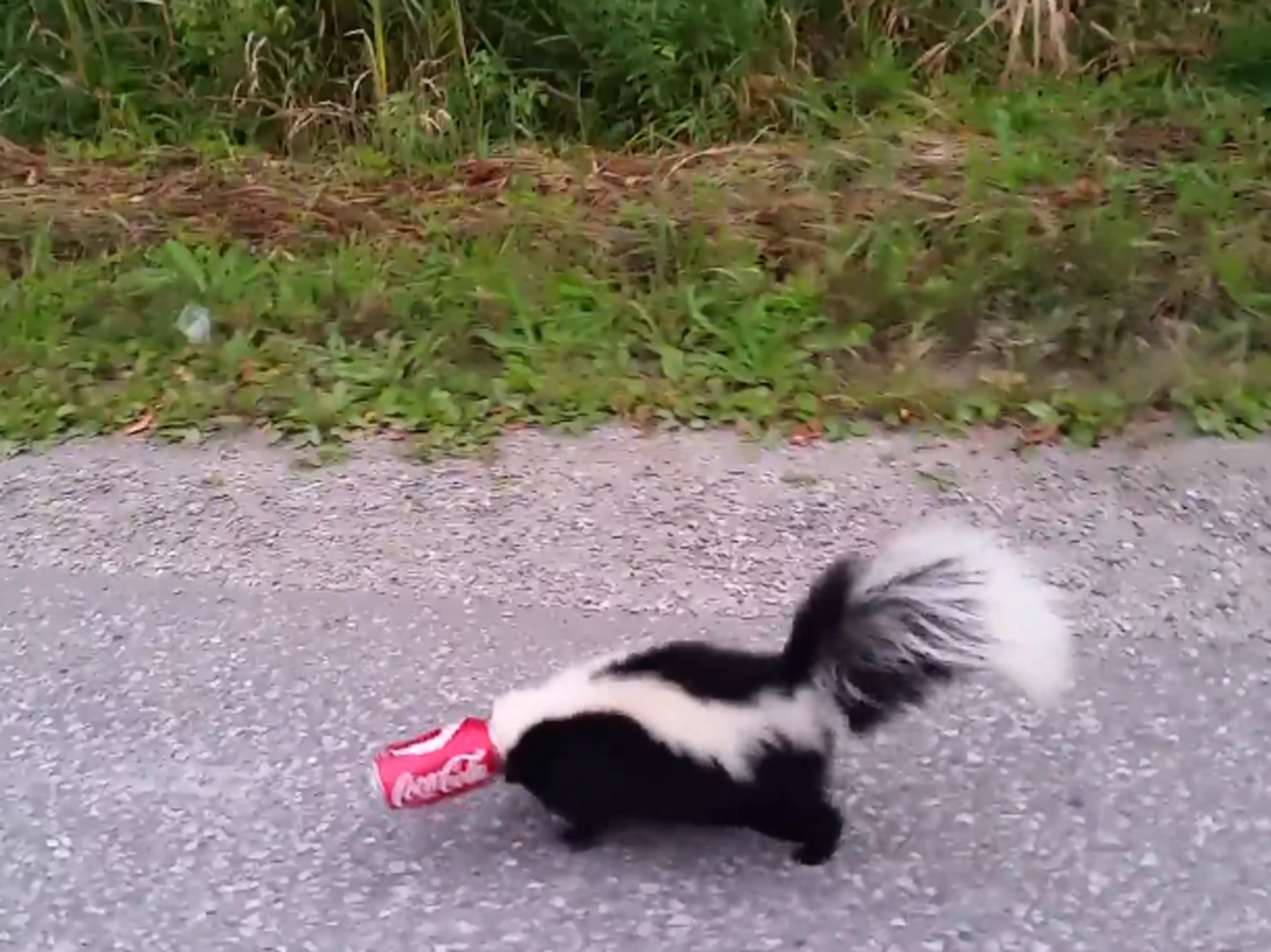 Despite being dressed in his best suit, Canadian Mike McMillan pulled over to help a skunk with his head stuck in a soda can