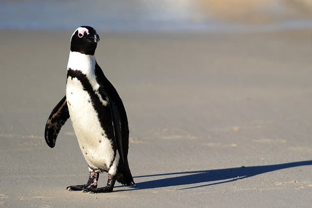(FILE) An African penguin (Spheniscus demersus), also known as Black-footed Penguin, is pictured near Cape Town, in South Africa, on July 4, 2010