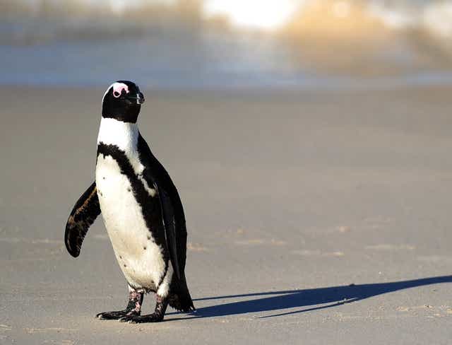 (FILE) An African penguin (Spheniscus demersus), also known as Black-footed Penguin, is pictured near Cape Town, in South Africa, on July 4, 2010