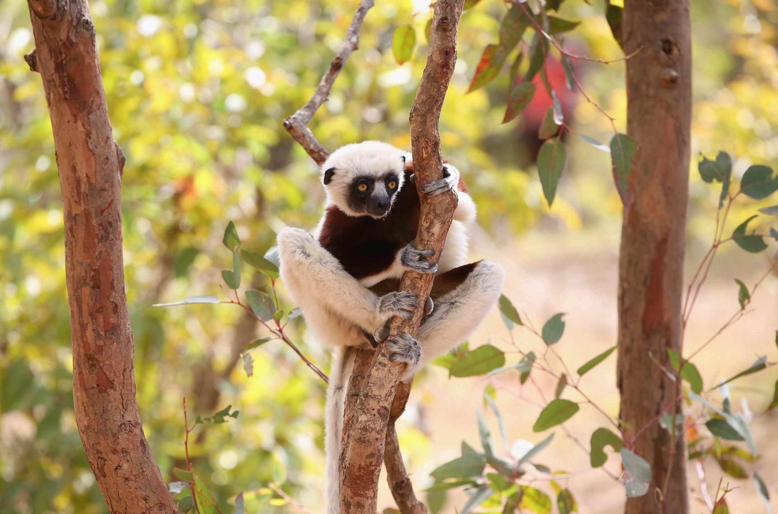 Lemurs are being illegally hunted in Madagascar