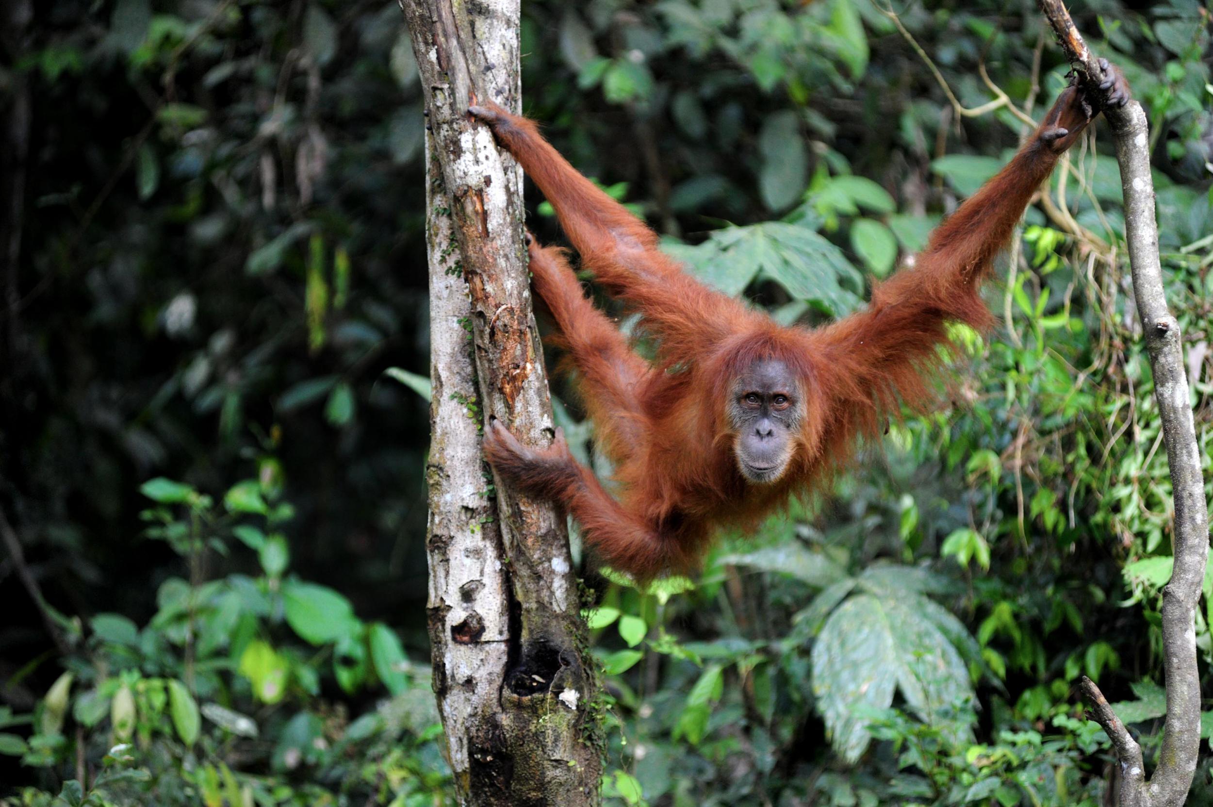 The critically endangered Sumatran orangutan