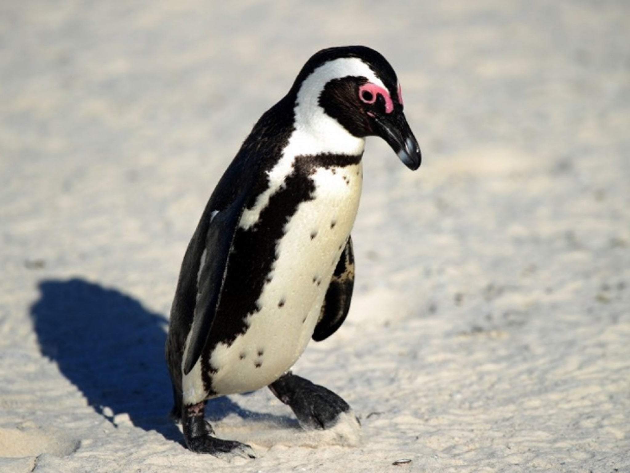 An African penguin (Spheniscus demersus), also known as a black-footed penguin, at Table Mountain National Park, near Cape Town in South Africa