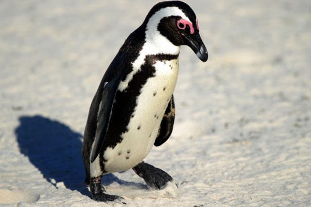 An African penguin (Spheniscus demersus), also known as a black-footed penguin, at Table Mountain National Park, near Cape Town in South Africa