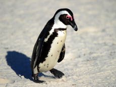 Kidnapped penguin may not survive, officials warn