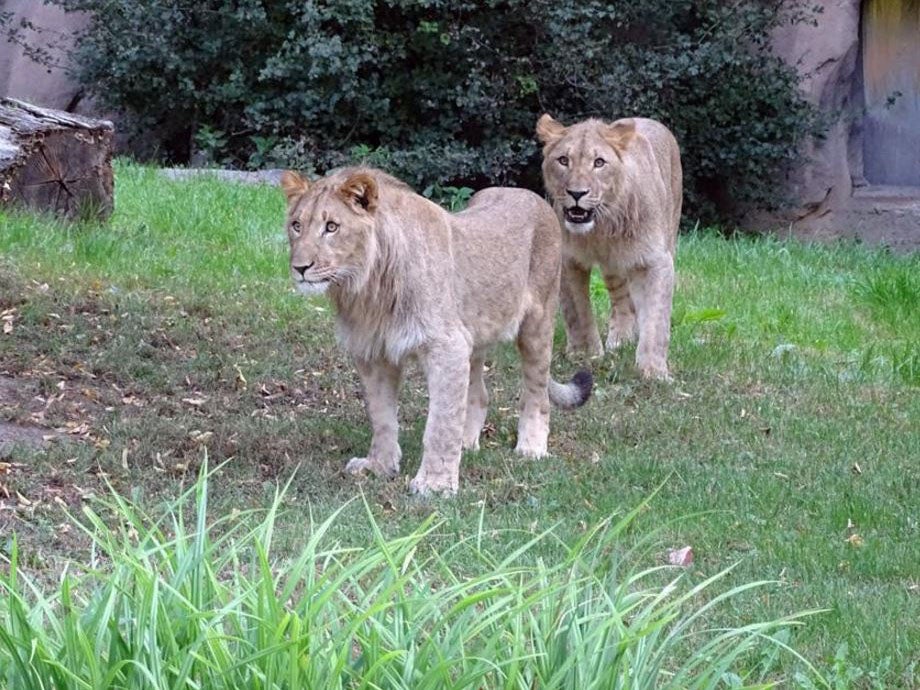 Year-old lions Majo and Motshegetsi have been at Leipzig zoo since August