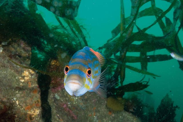 A cuckoo wrasse swims in the waters off Plymouth