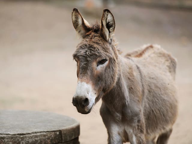 Donkeys may have been ridden earlier than previously thought