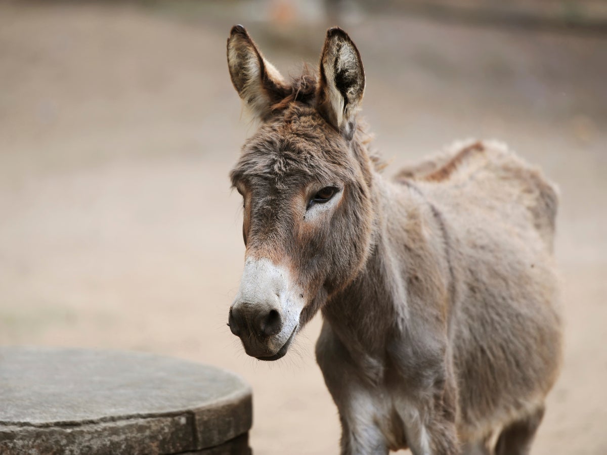 Ancient people rode donkeys in Middle East long before horses were ...
