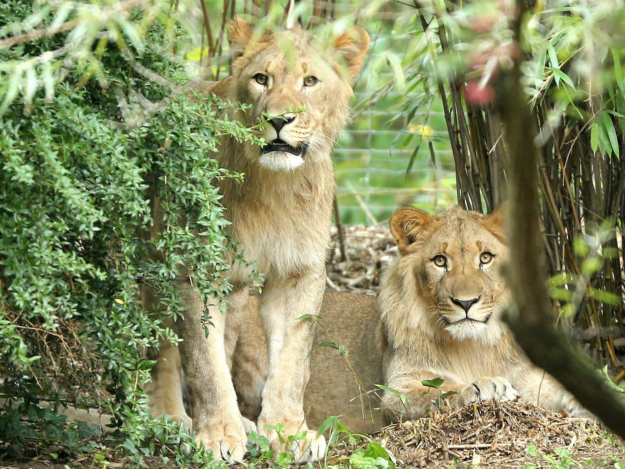 Motshegetsi (left) and Majo in their enclosure at the zoo in Leipzig on 20 September