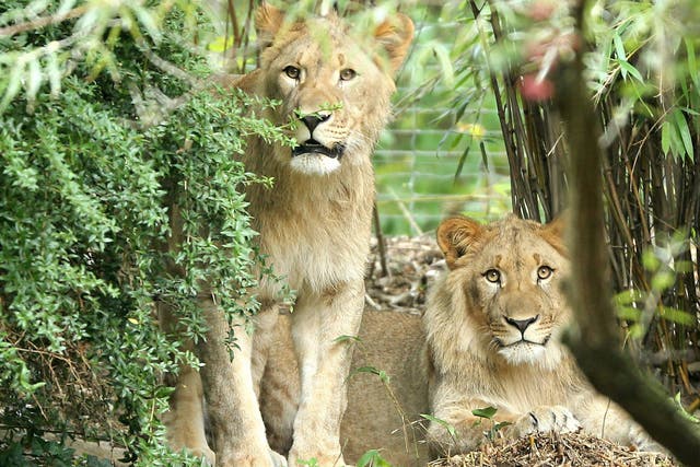 Motshegetsi (left) and Majo in their enclosure at the zoo in Leipzig on 20 September