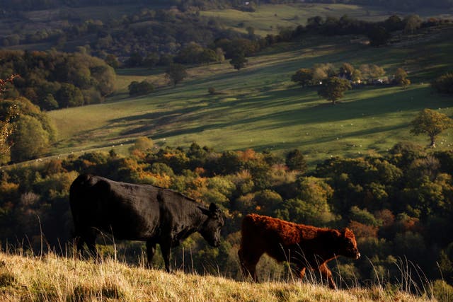 Cows graze in the early morning sunlight in the Cotswolds