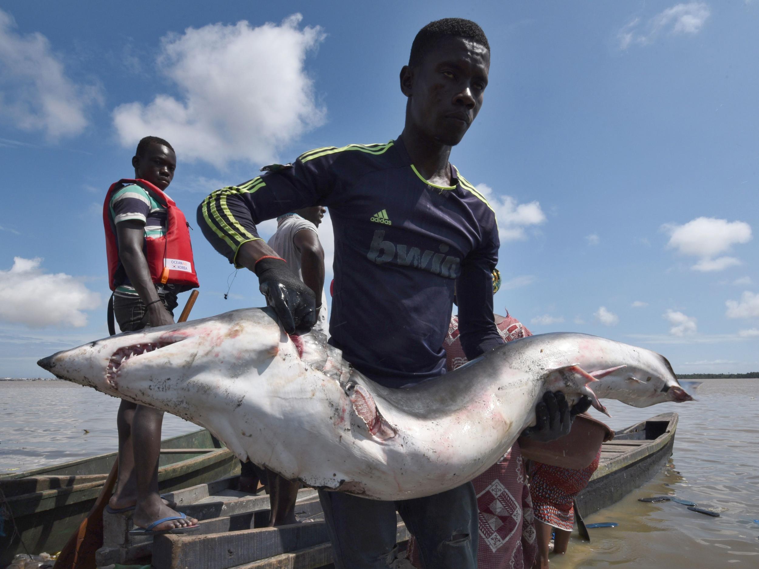 A man carries a finned shark in the Ebrie lagoon fishing harbour in Abobo Doume, Abidjan, Ivory Coast 29 September 2016